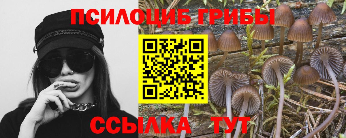 Псилоцибиновые грибы Cubensis Лесозаводск